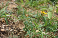 Crotalaria medicaginea var. neglecta